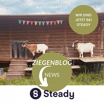 Steady Ziegenblog, Blog über Ziegenstall und Ziegenhaltung