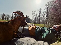 Picknick mit Ziegen, Trekkingziege, Packziege, Zwergziegen, Tauernscheckenziegen, Rosenheim, Bayern, Oberbayern